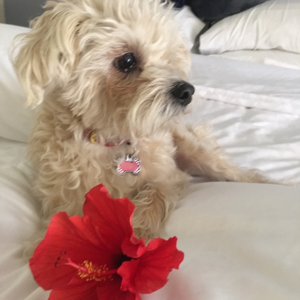 Meet your Posher, Cora